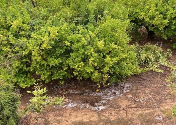 ASAJA alerta de que de la granizada caída en la Vega Baja causarán daños importantes