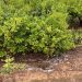 ASAJA alerta de que de la granizada caída en la Vega Baja causarán daños importantes