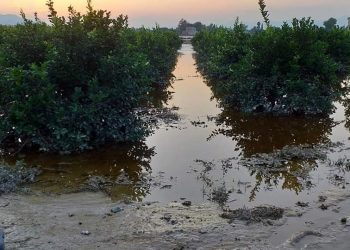 vega-baja-campo-catral-inundaciones-octubre-2019