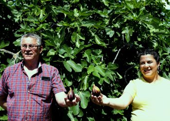 «Nuestra breva es un fruto gourmet»
