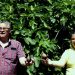 «Nuestra breva es un fruto gourmet»