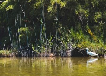 vega-baja-paisaje-en-el-hondo-enero-2020-0048