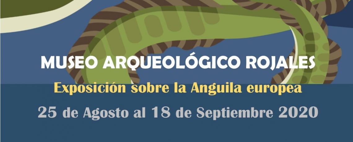 Una exposición descubre los misterios de la anguila europea y su relación con la huerta y los humedales de la Vega Baja