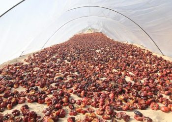 Las delicatessen de Guardamar