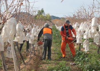 vinalopo-uva-mesa-protesta-enero-2020-6