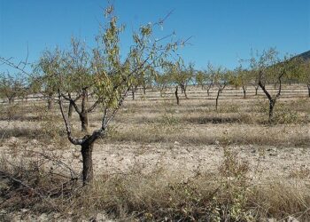 xilella-fastidiosa-febrero-2019