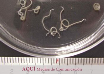 ‘Anisakis’, una ‘bomba’ alergénica