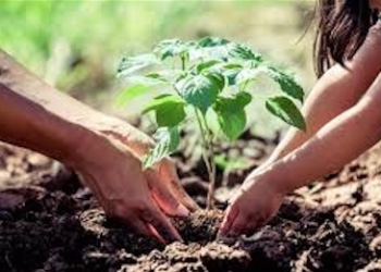 Planta un árbol siembra vida, nueva campaña del ayuntamiento de Almoradí