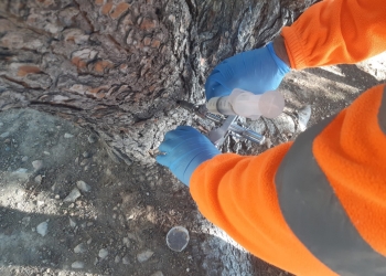 Altea trata un total de 392 pinos con Endoterapia, para luchar contra la procesionaria