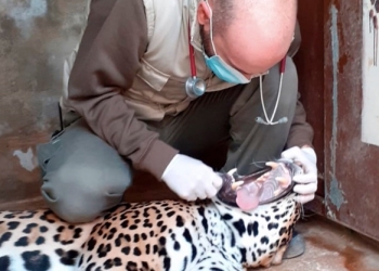 Los veterinarios de Terra Natura Benidorm practican una revisión completa a una hembra de jaguar