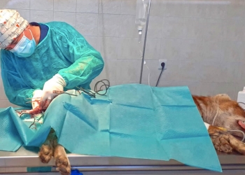 Un dhole de Terra Natura Benidorm inicia su tratamiento contra la espondilosis tras detectarla en una TAC