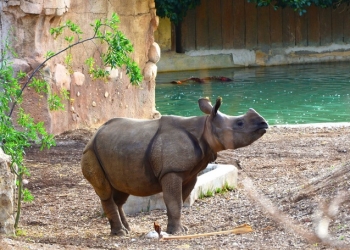 Terra Natura Benidorm inicia el programa de entrenamiento veterinario de Duna