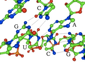La química del ARN puede ser la clave en nuevos tratamientos del cáncer