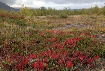Científicos optimizan el funcionamiento de los ecosistemas usando una metodología de los mercados financieros