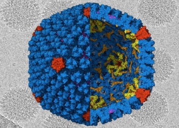 Desvelada la estructura del adenovirus causante de un gran número de infecciones gastrointestinales infantiles