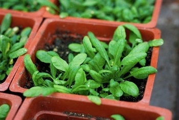 Los virus pueden evolucionar para beneficiar al organismo huésped