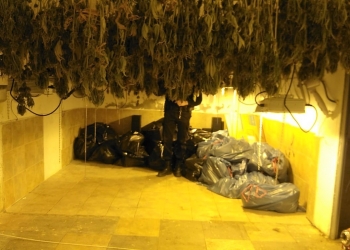 La Policía Local de Elda desmantela un secadero de plantas de marihuana