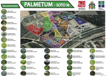 El Ayuntamiento de Orihuela y la UMH renovarán el convenio para conservar el Palmetum del Soto I-6