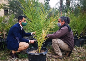 Orihuela organiza un programa para implicar a los escolares en el futuro del Palmeral