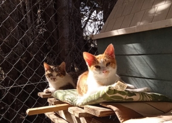 El Ayuntamiento de San Fulgencio fomenta la adopción de animales abandonados en el municipio