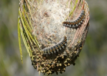 El Ayuntamiento de Santa Pola intensifica las actuaciones para combatir la procesionaria