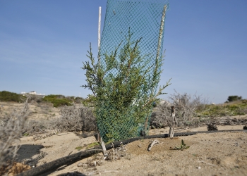 Nueva plantación de enebros marinos en el Paraje Natural “Parque del Molino del Agua”