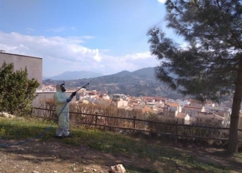Alcoy avanza la campaña de la procesionaria del pino