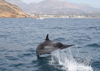 «Hemos cambiado la estrategia y vendemos l’Alfàs del Pi casi como un destino de interior»