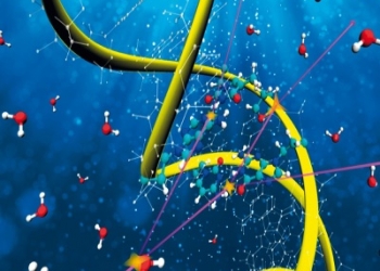 Desarrollan un modelo para entender mejor los efectos biológicos de diferentes tipos de radioterapias contra el cáncer