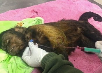 Terra Natura Benidorm dedica más de 38.000 horas al cuidado de animales y enriquecimiento ambiental en 2020