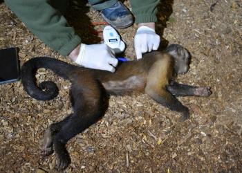 Terra Natura Benidorm practica una revisión veterinaria a tres monos capuchinos para controlar su salud