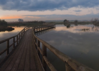 Cercetas pardillas, flamencos y virus