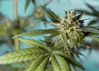 El CSIC presenta seis proyectos de empresas tecnológicas en biomedicina, computación e impacto ambiental