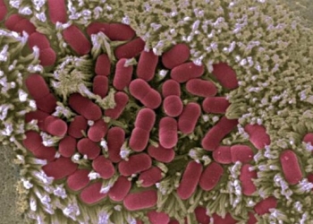 Descifrado cómo las bacterias usan redes de proteínas para controlar a las células durante la infección