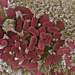 Descifrado cómo las bacterias usan redes de proteínas para controlar a las células durante la infección