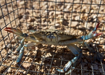 «Actualmente hay una mayor conciencia de la necesidad de las energías renovables»