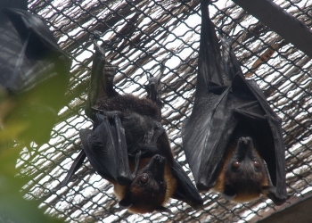 La colonia de zorros voladores de Terra Natura Benidorm crece con tres nuevos nacimientos