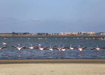Agamed y el portal iambiente organizan un encuentro telemático para conmemorar el Día Mundial del Agua en Torrevieja