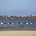 Agamed y el portal iambiente organizan un encuentro telemático para conmemorar el Día Mundial del Agua en Torrevieja