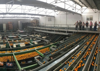 La Cooperativa Agrícola agoniza como reflejo de un modelo económico sin alternativas al turismo