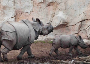 Terra Natura Benidorm homenajea la figura materna en los animales con motivo del Día de la Madre