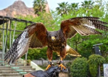 Dos halcones de Harris y un milano negro se incorporan a Terra Natura Benidorm