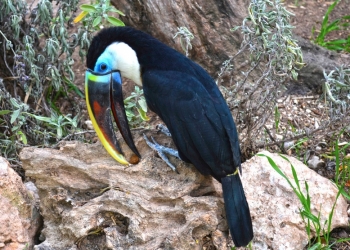 Terra Natura Benidorm recibe un tucán pechiblanco dentro de un programa de reproducción
