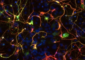Transforman por primera vez astrocitos en neuronas específicas para reparar circuitos visuales