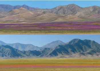 La sorprendente vegetación del desierto de Atacama protagoniza un nuevo libro de divulgación del CSIC