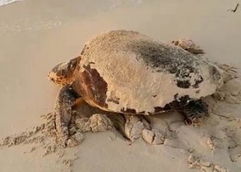 Hallados plastificantes acumulados en el tejido muscular de tortugas en el Mediterráneo occidental