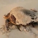 Hallados plastificantes acumulados en el tejido muscular de tortugas en el Mediterráneo occidental