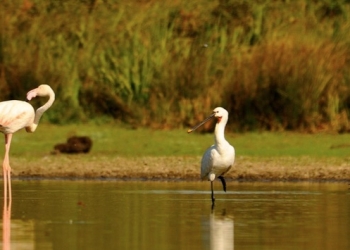 El aumento de la población de jabalíes amenaza la biodiversidad de las Tablas de Daimiel
