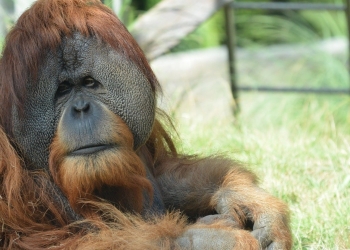 El simio más raro del planeta podría estar a punto de extinguirse