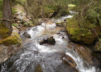 El agua tibia es importante para los peces de agua fría como el salmón y la trucha